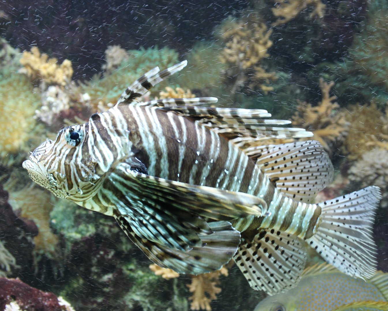 Lionfish