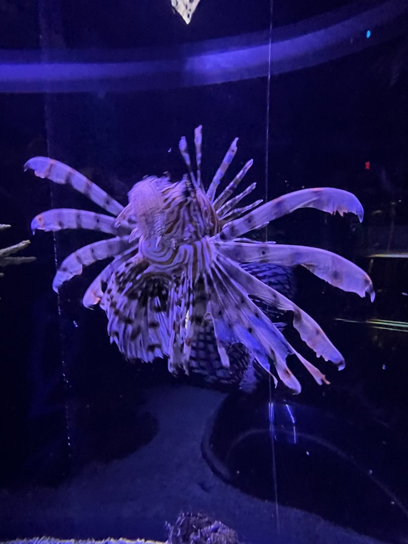Lionfish