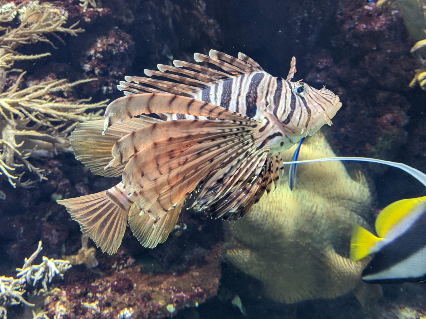 Lionfish