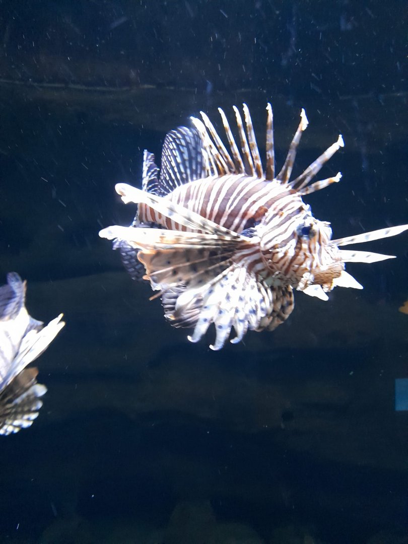 Lionfish