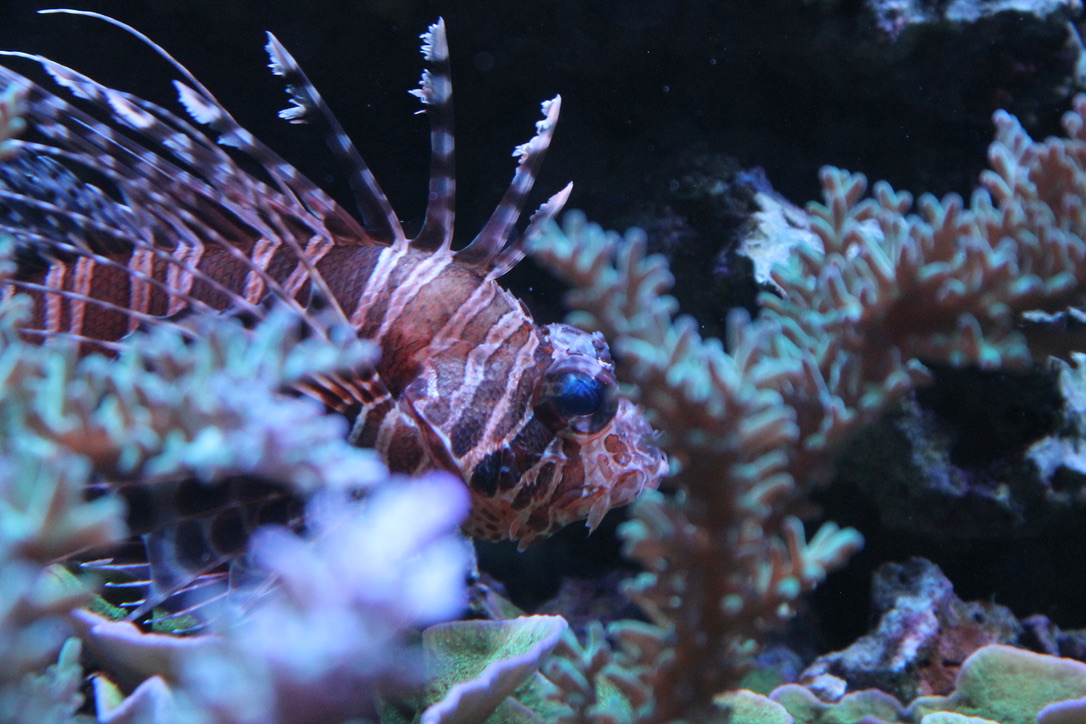 Lionfish