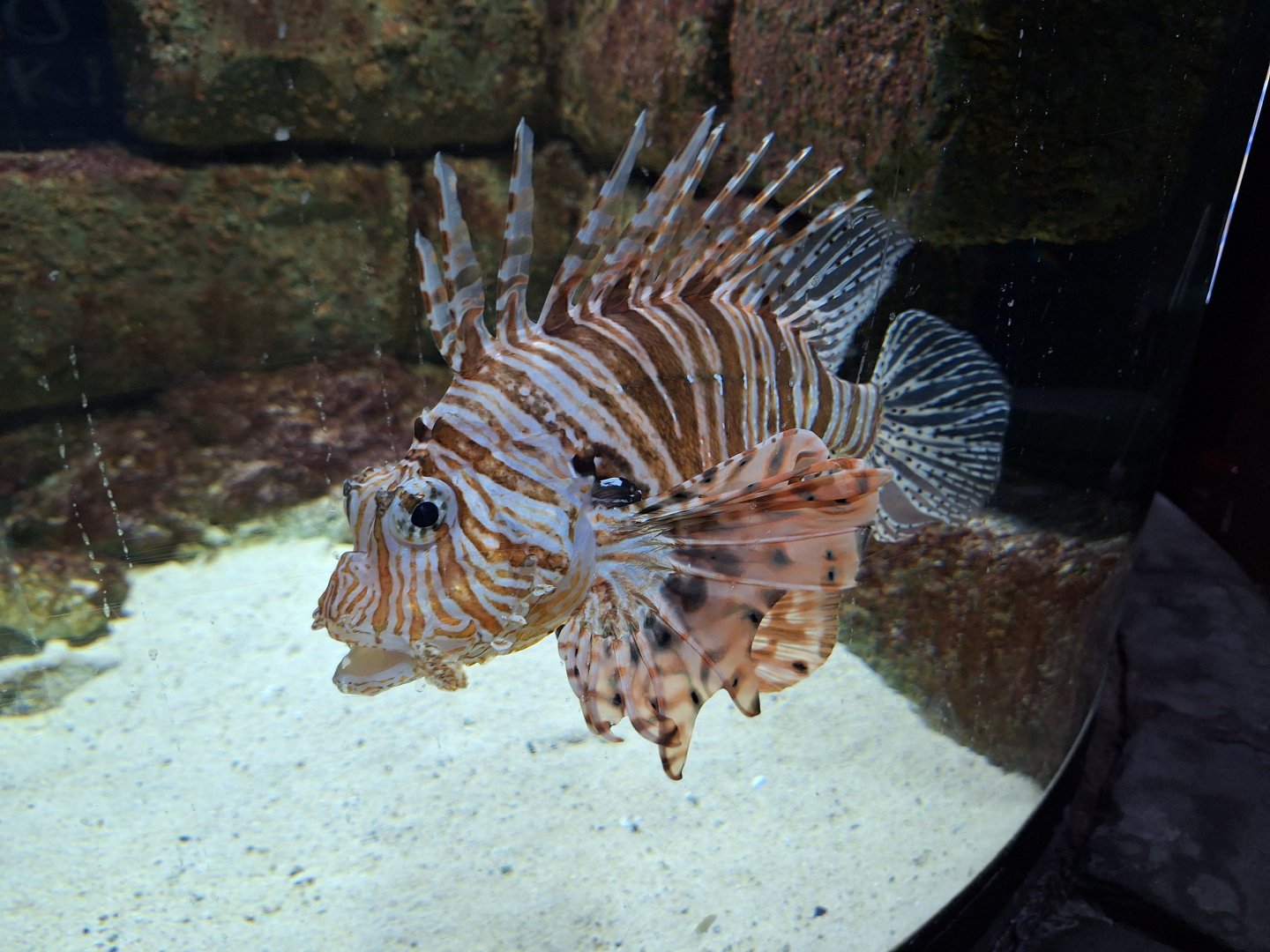 Lionfish