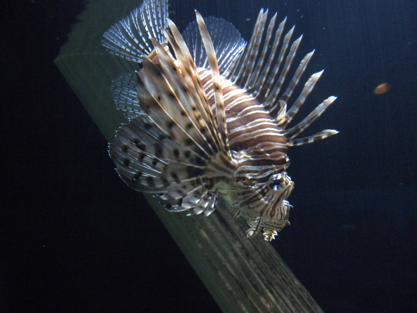 Lionfish