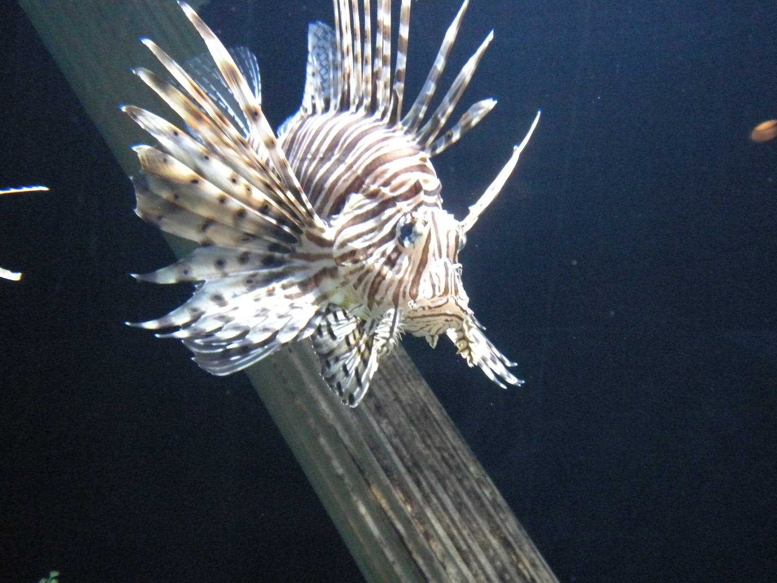Lionfish