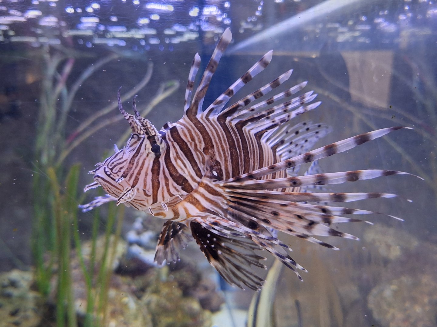 Lionfish