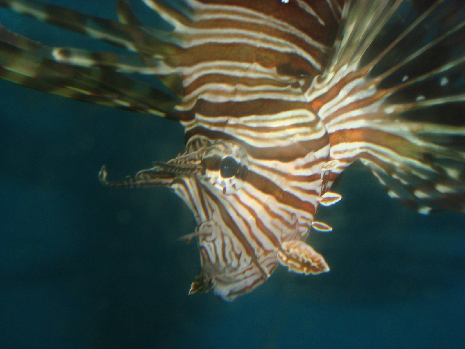 Lionfish