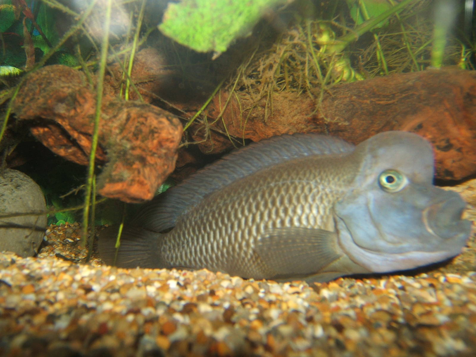 Lionhead Cichlid