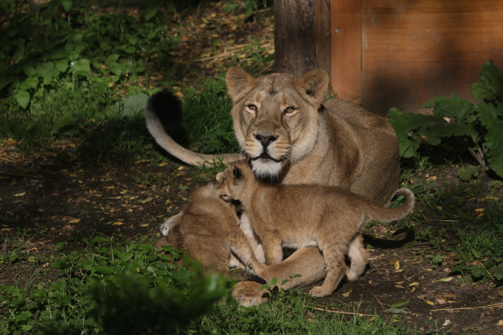 Lionness & Cubs