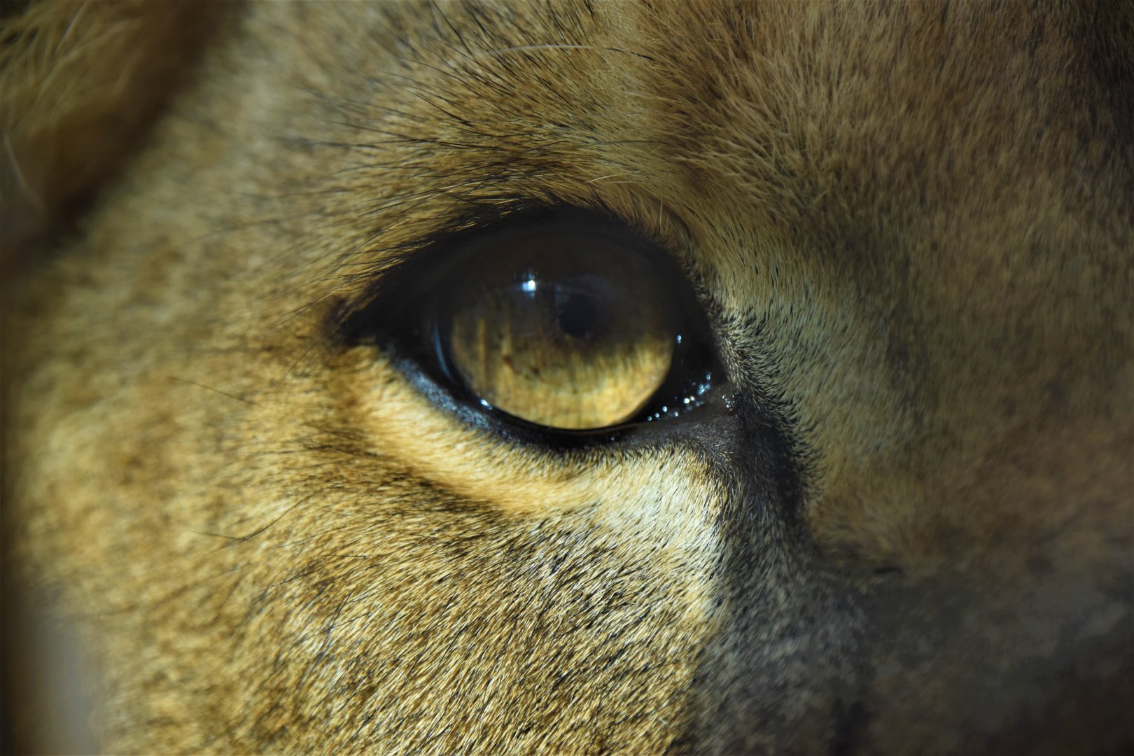 Lionness eye