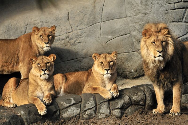 Lionpride at Hagenbeck