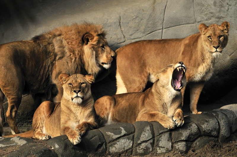Lionpride at Hagenbeck