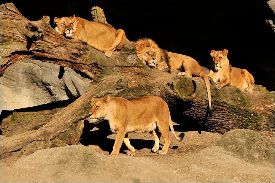 Lionpride at Hamburg