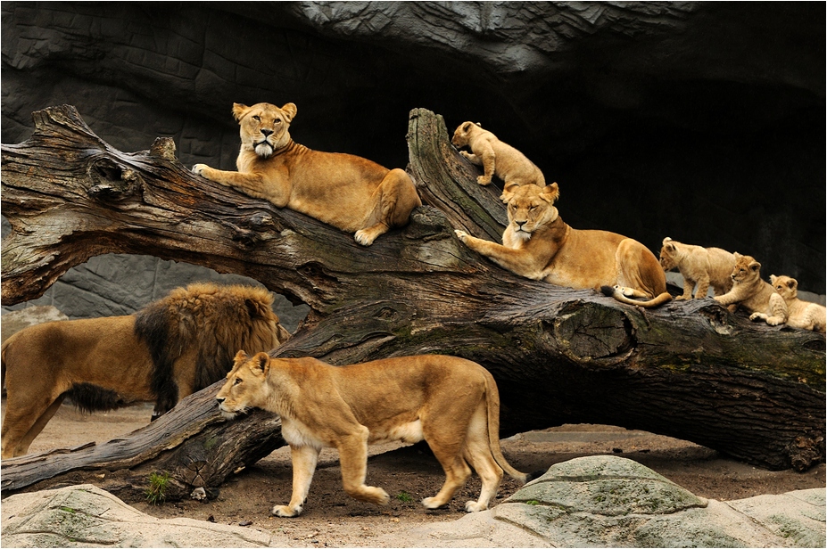 Lionpride at Hamburg