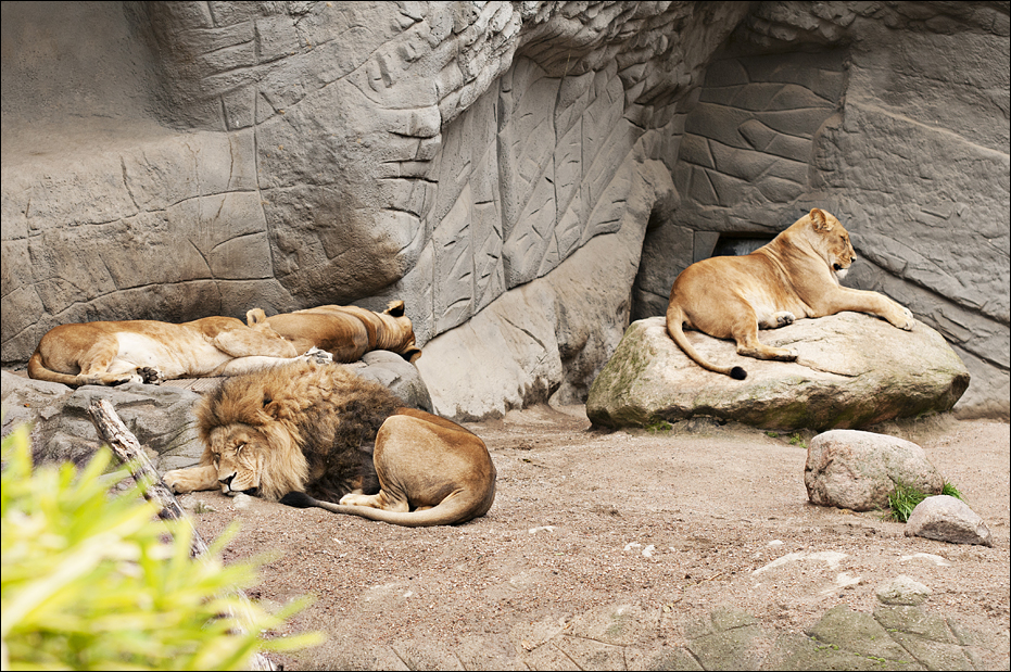 Lionpride at Hamburg