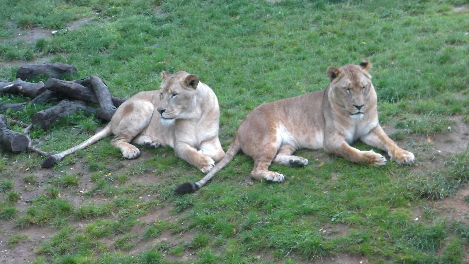Lions - 04.08.2011