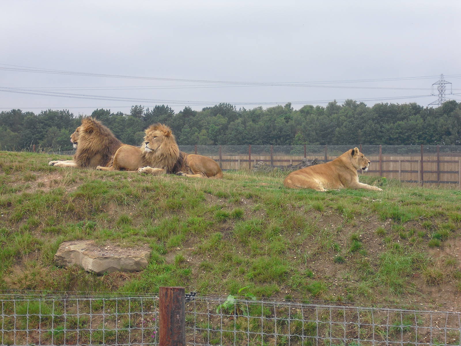 Lions - 06/09/2011