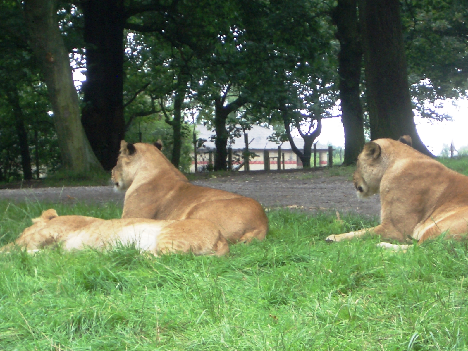 Lions - 07.08.2010
