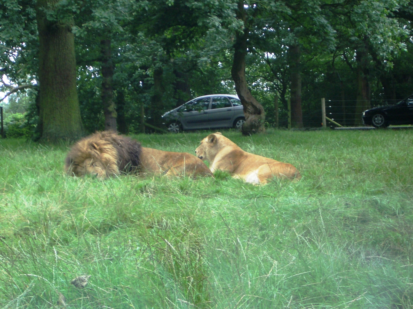Lions - 07.08.2010