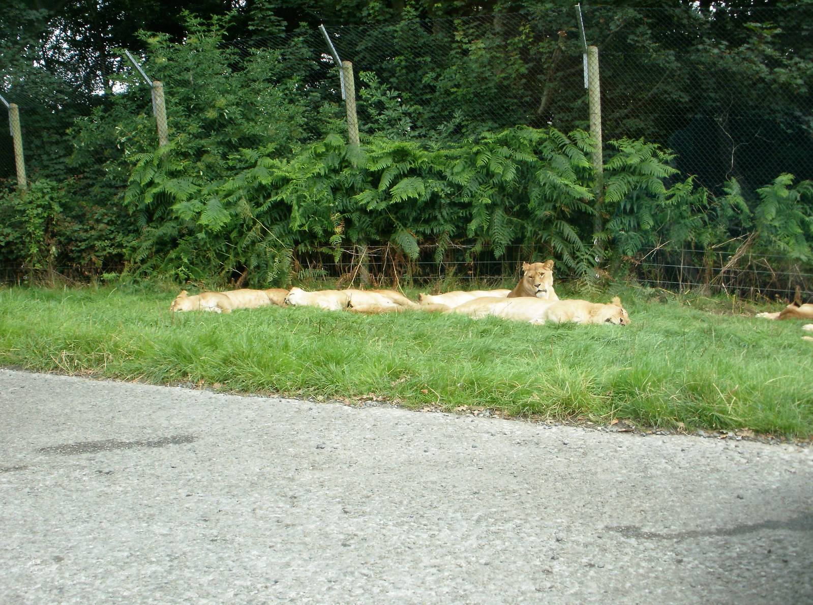 Lions - 07.08.2010