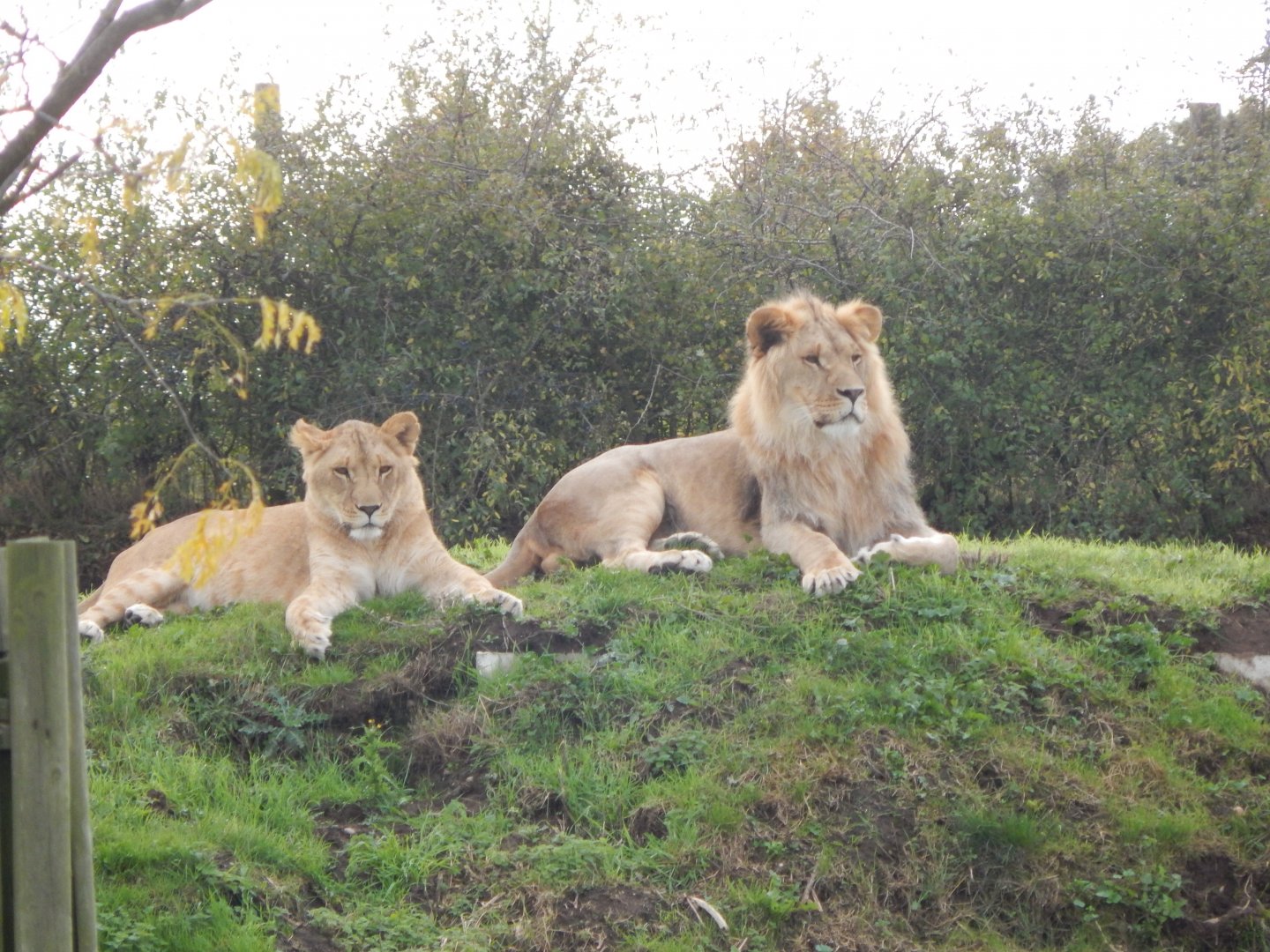 Lions 121024