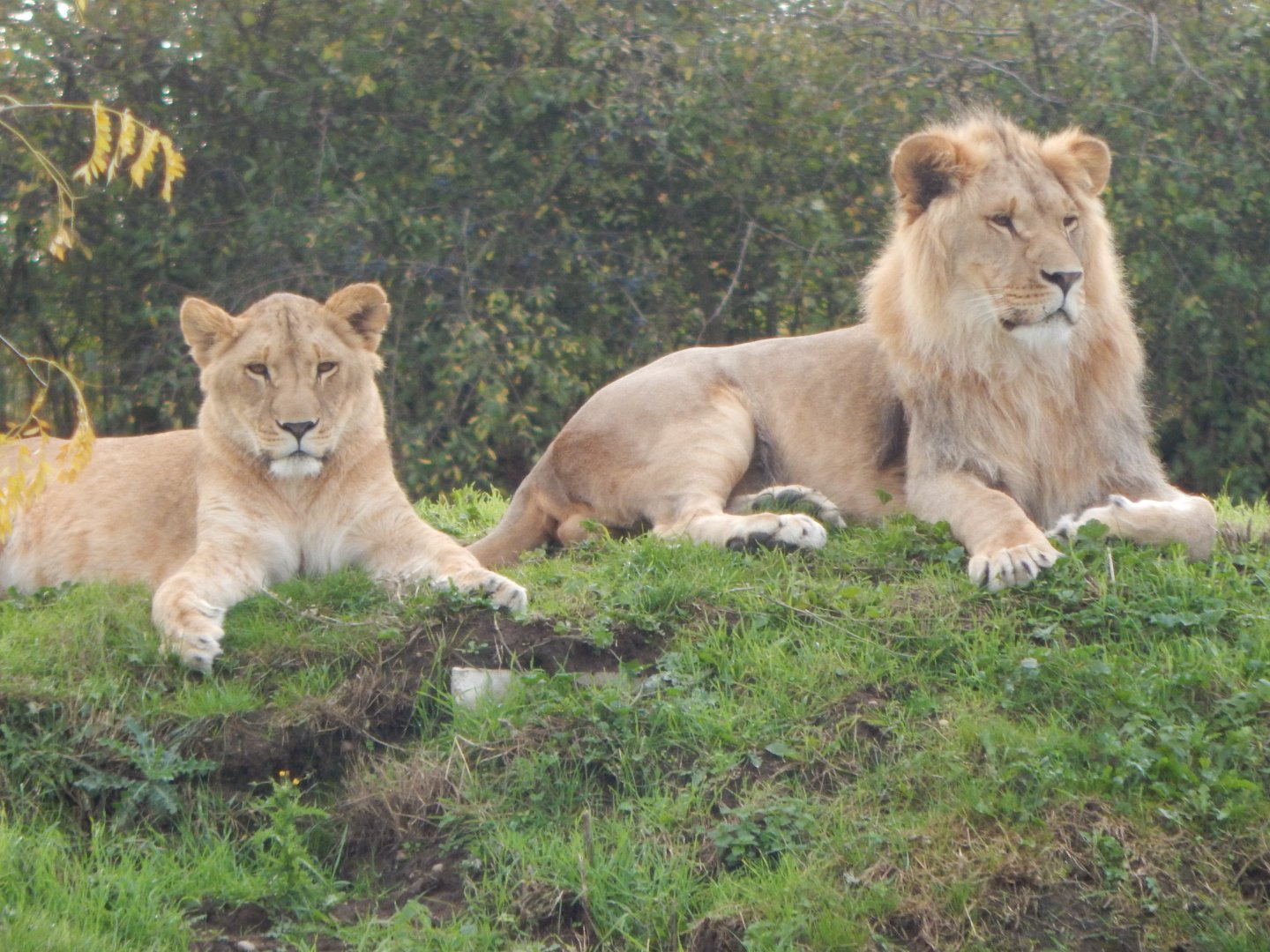 Lions 121024