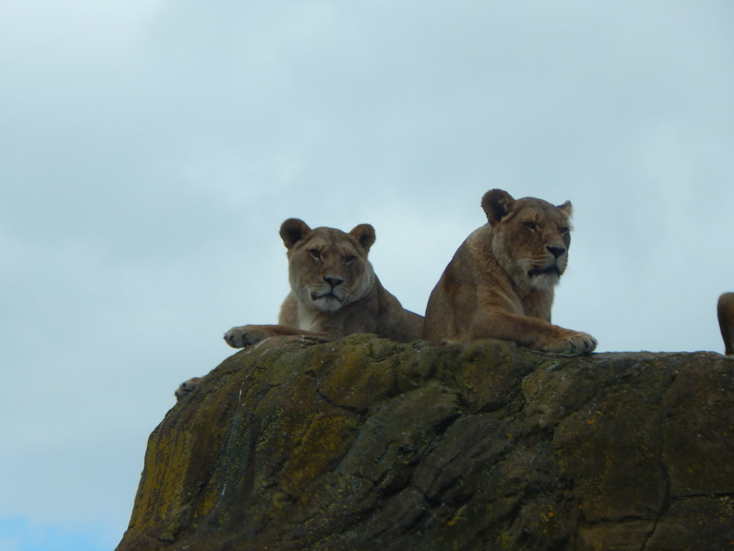 Lions 150523