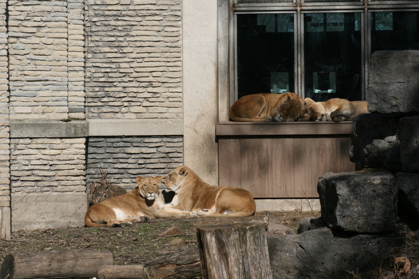 Lions(3/9/2025)