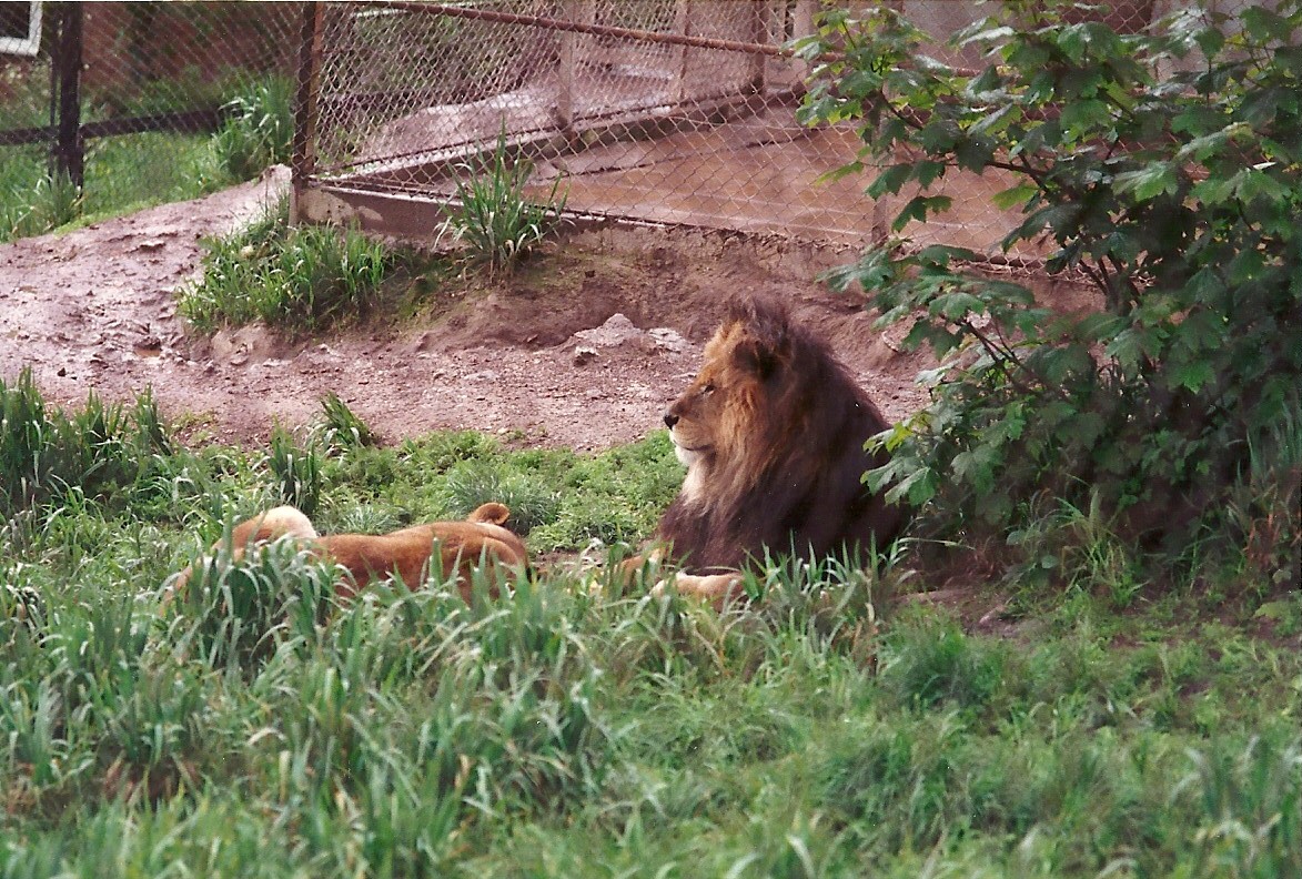 Lions 4th June 1994