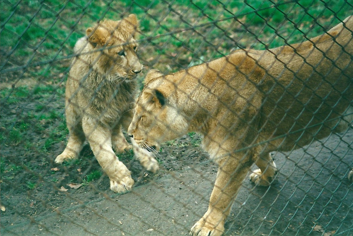 Lions 8th March 2000