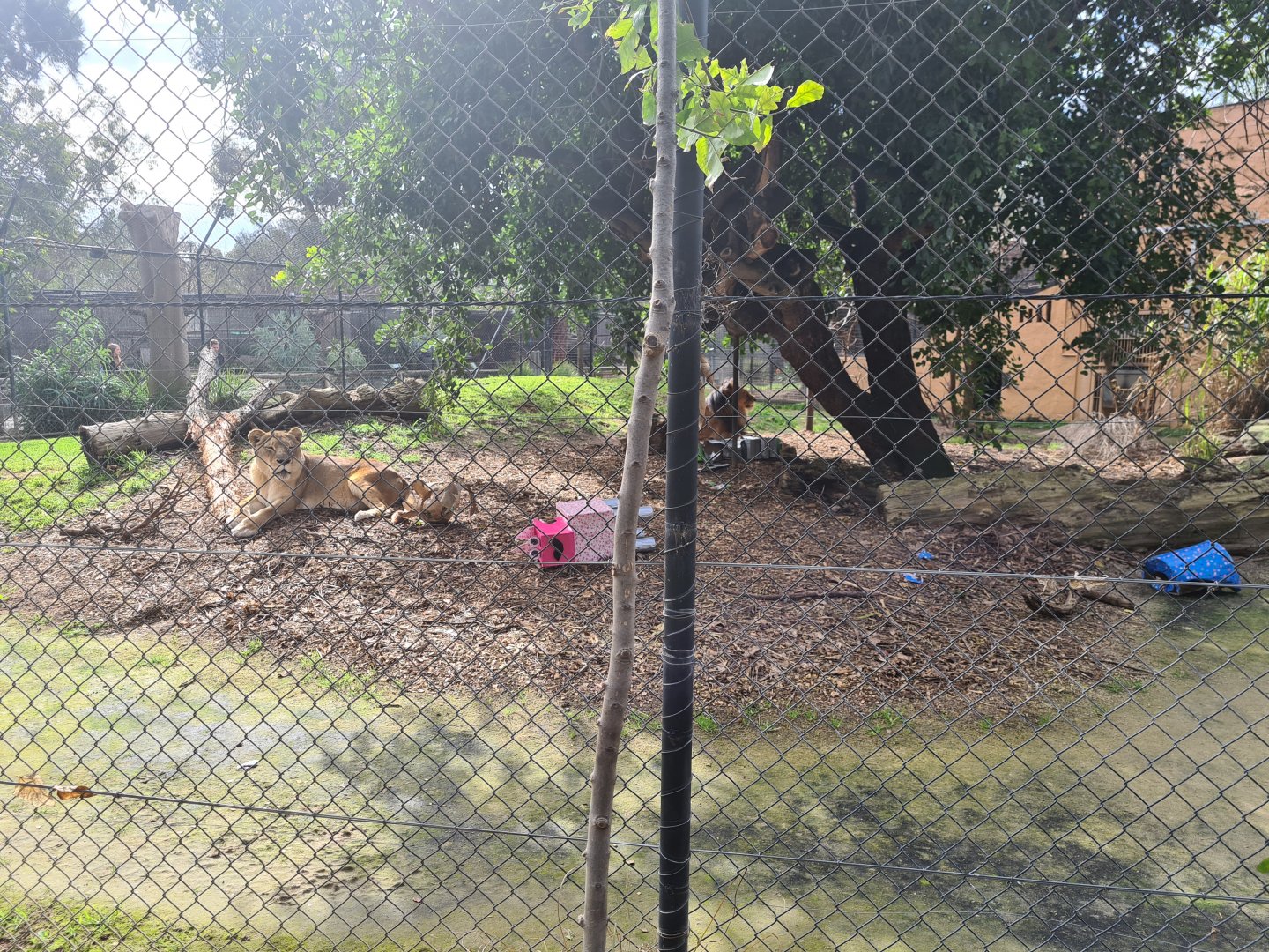Lions Adelaide Zoo