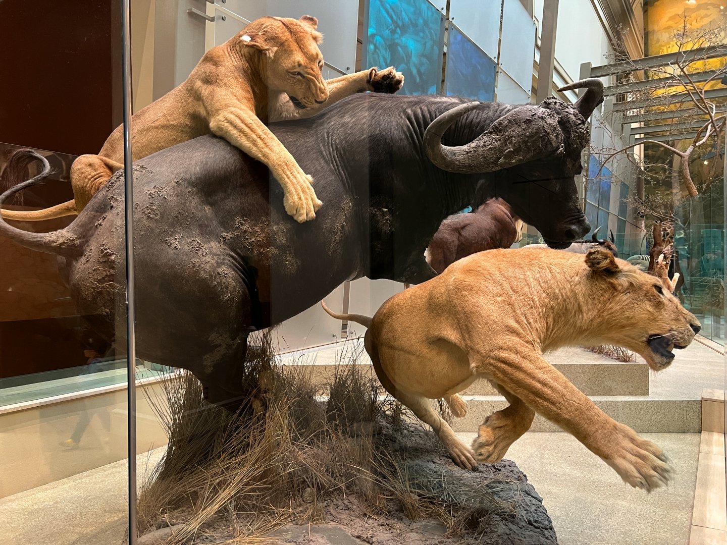 Lions & African Buffalo