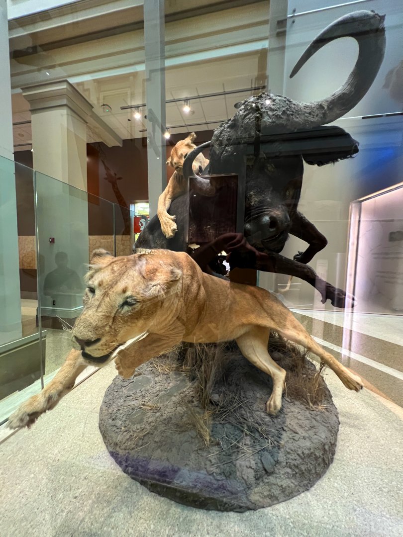 Lions & African Buffalo