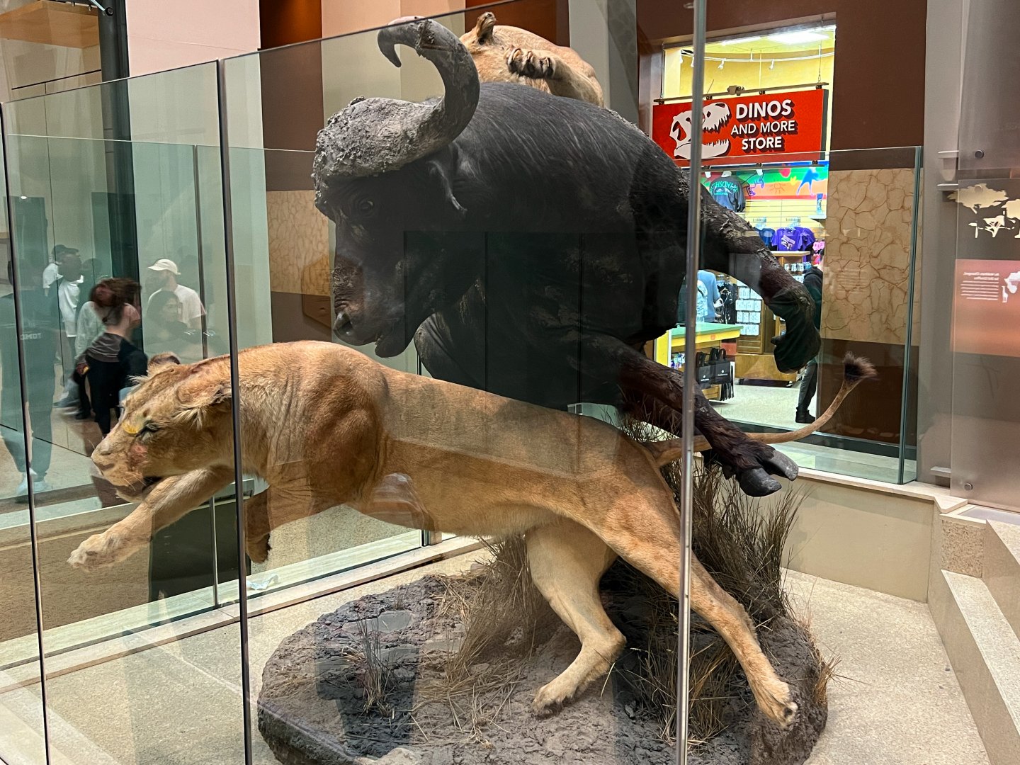 Lions & African Buffalo