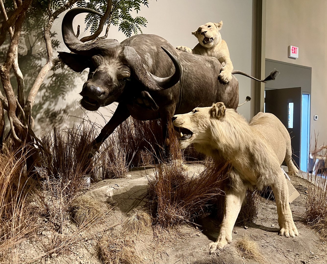 Lions and Cape Buffalo