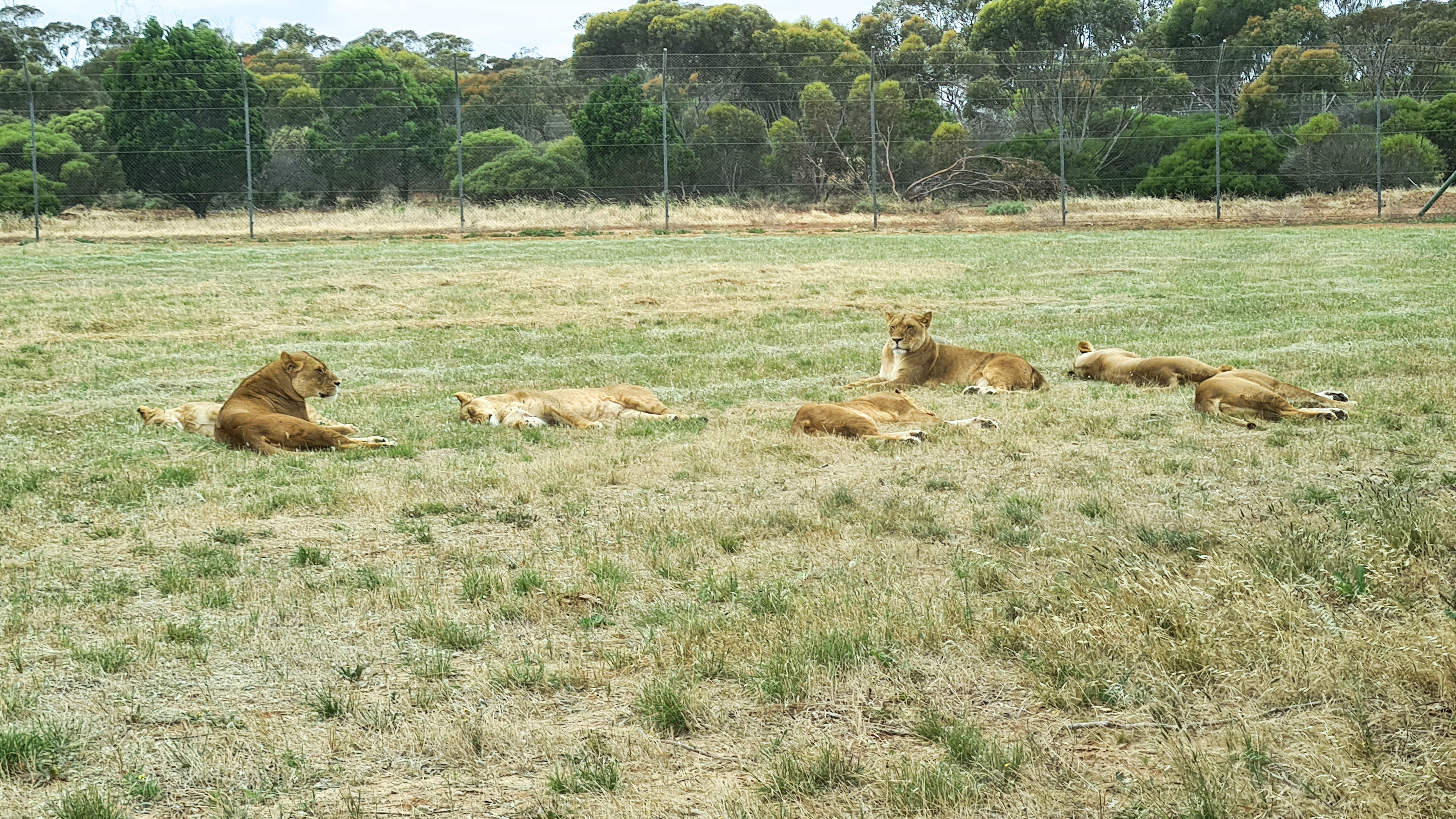 Lions and cubs