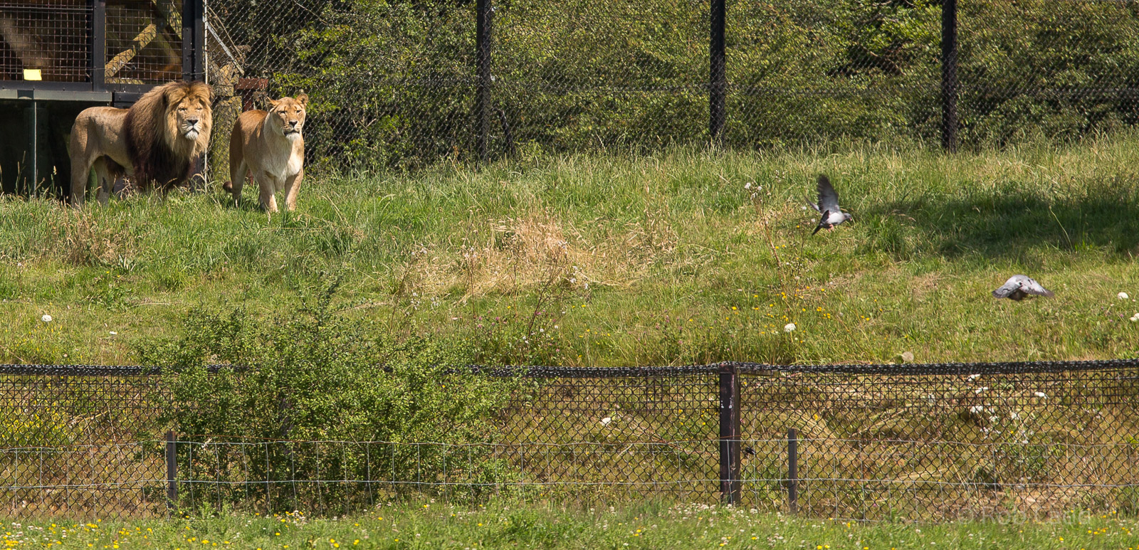 Lions and pigeons : Whipsnade : 12 Jul 2014