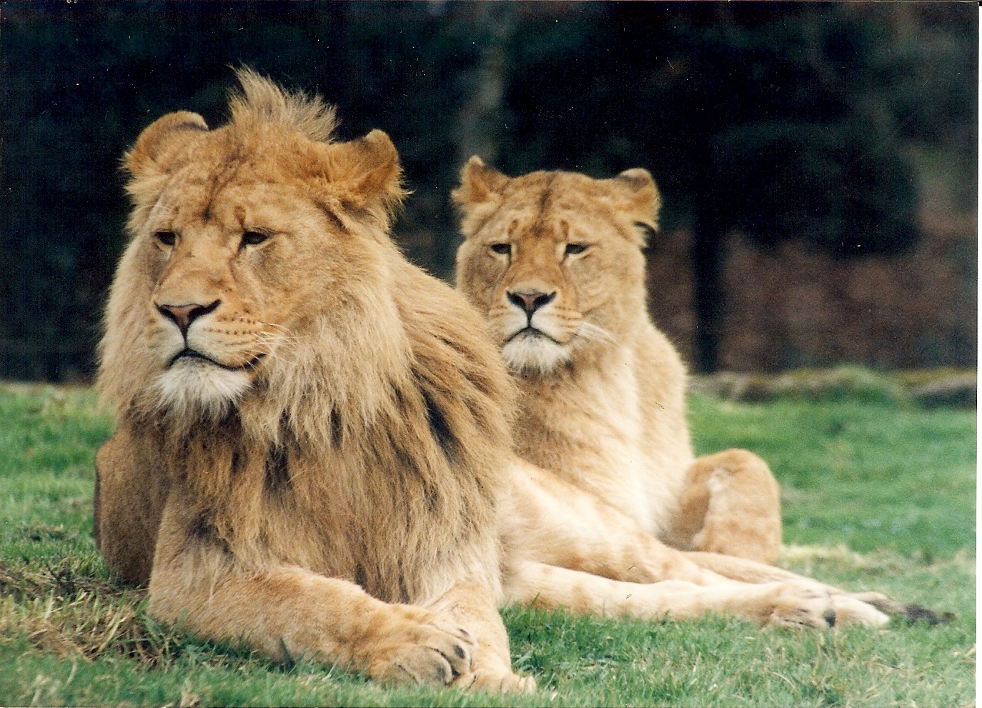 lions and tigers of glasgow zoo copyrighted p.paterson