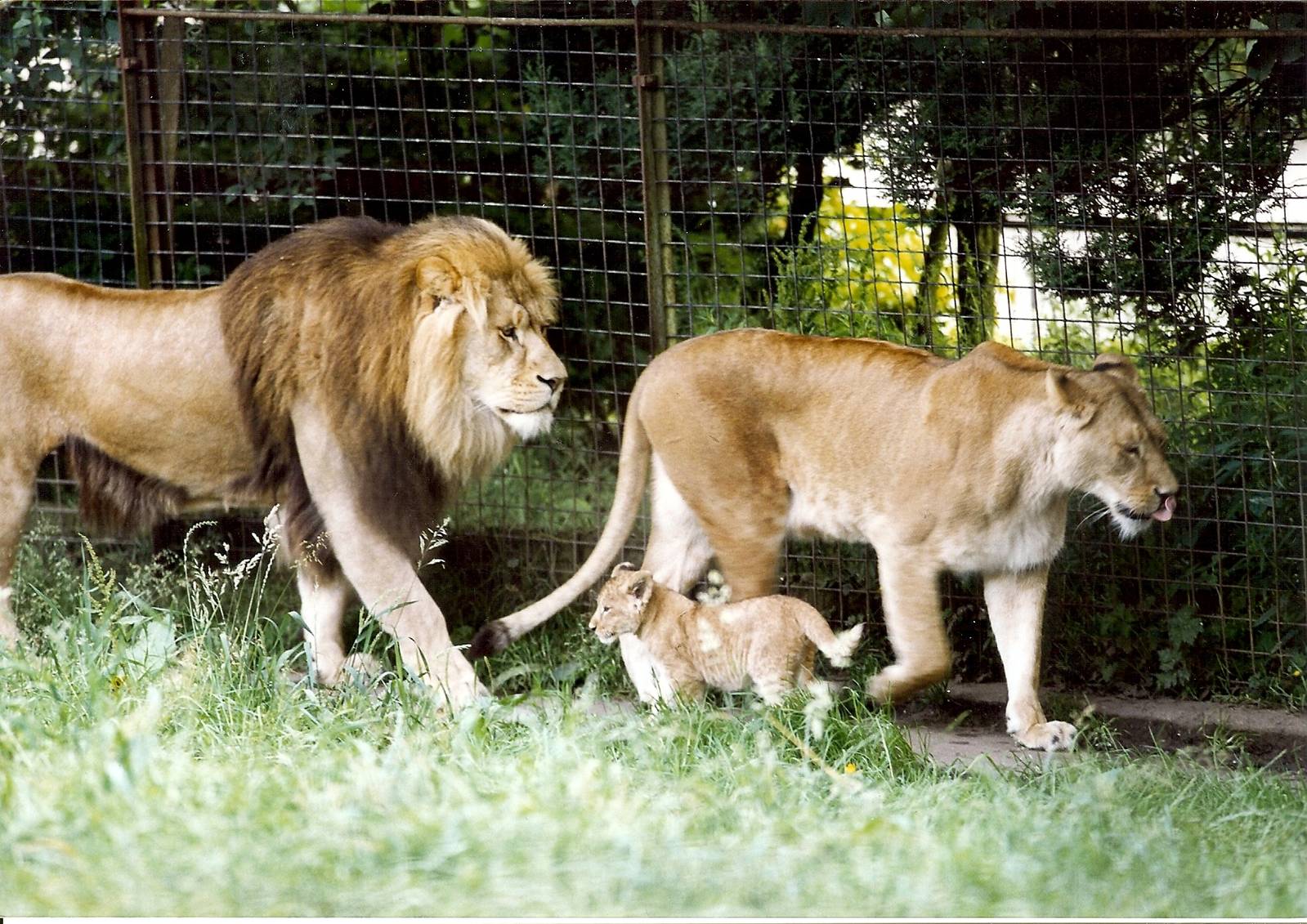 lions and tigers of glasgow zoo