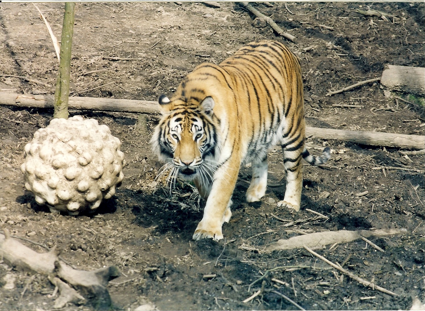 lions and tigers of glasgow zoo