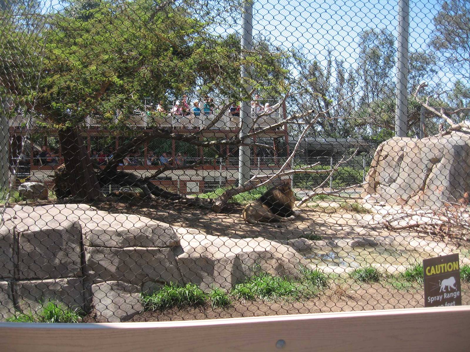 Lions and tour bus, EO