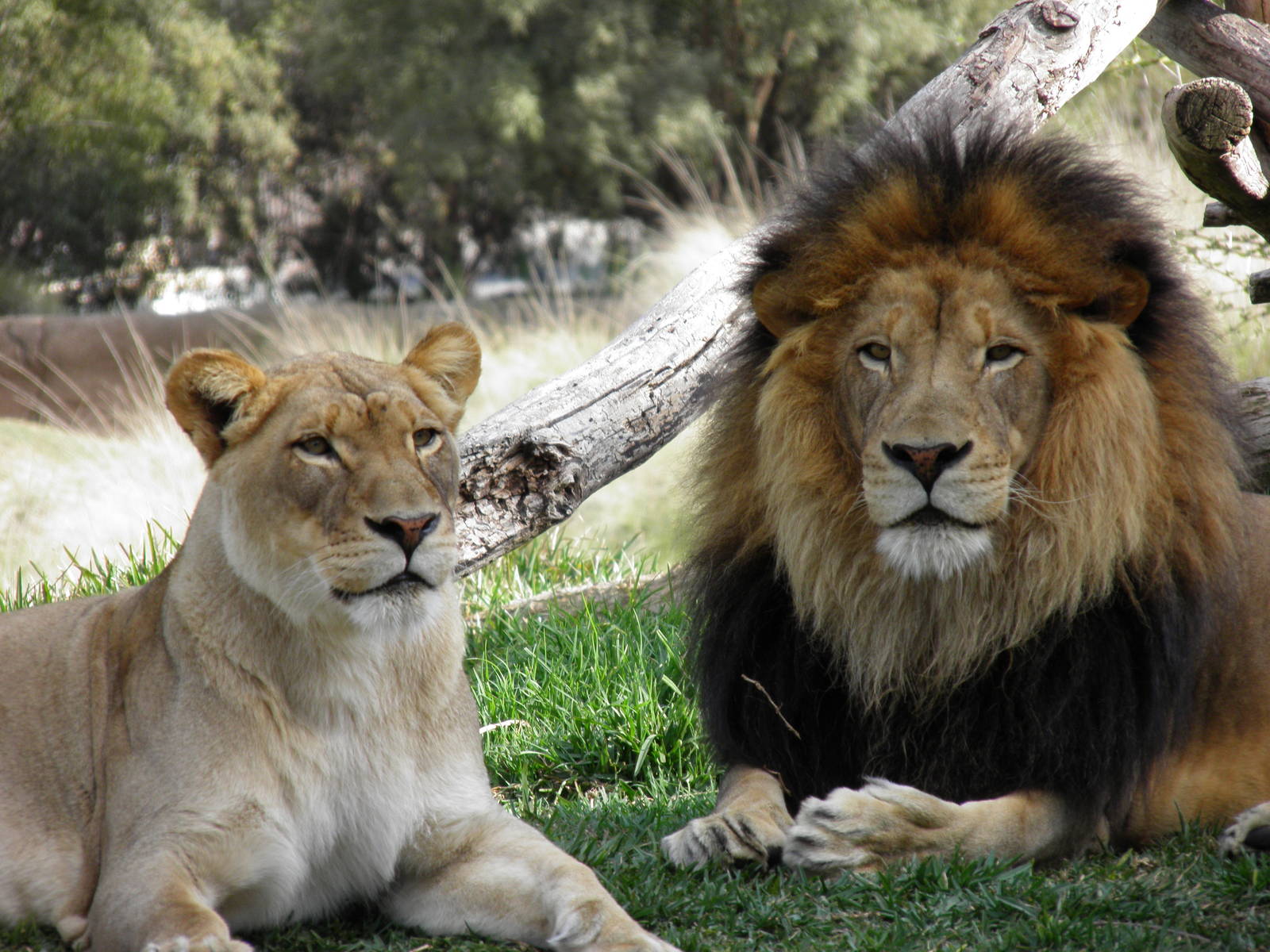 Lions April 5th 2013