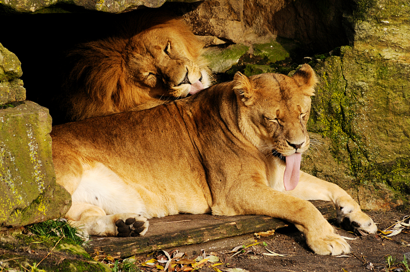 Lions at Allwetterzoo