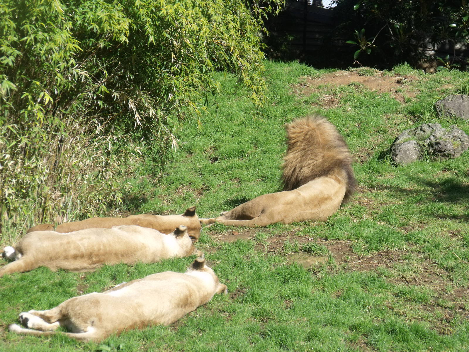 Lions at Auckland Zoo