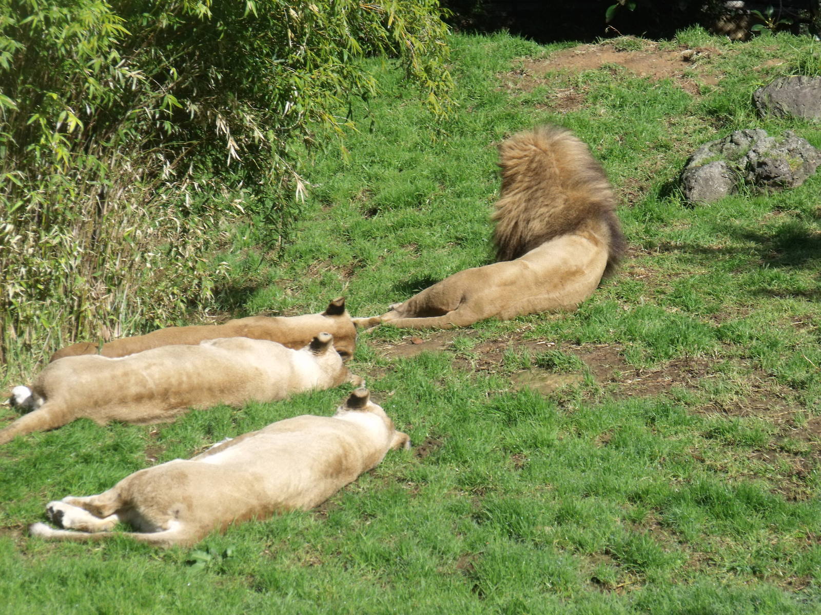 Lions at Auckland Zoo