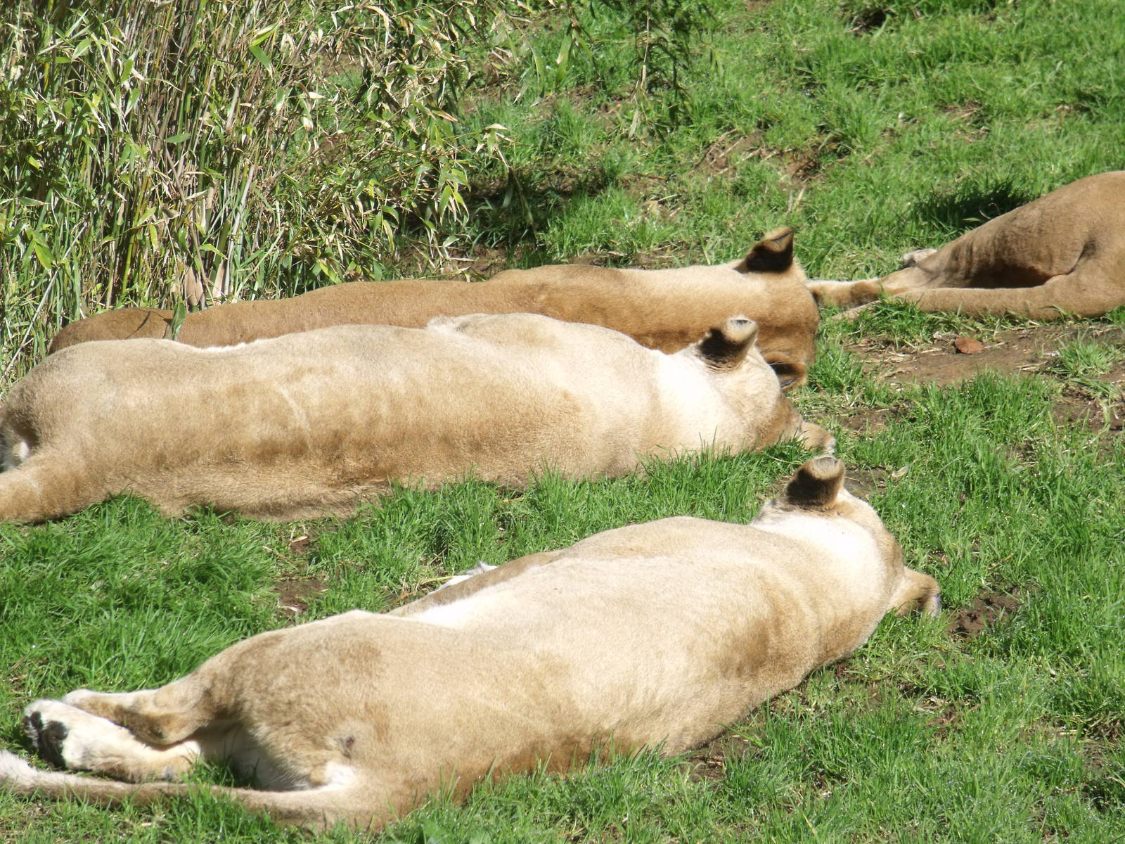 Lions at Auckland Zoo