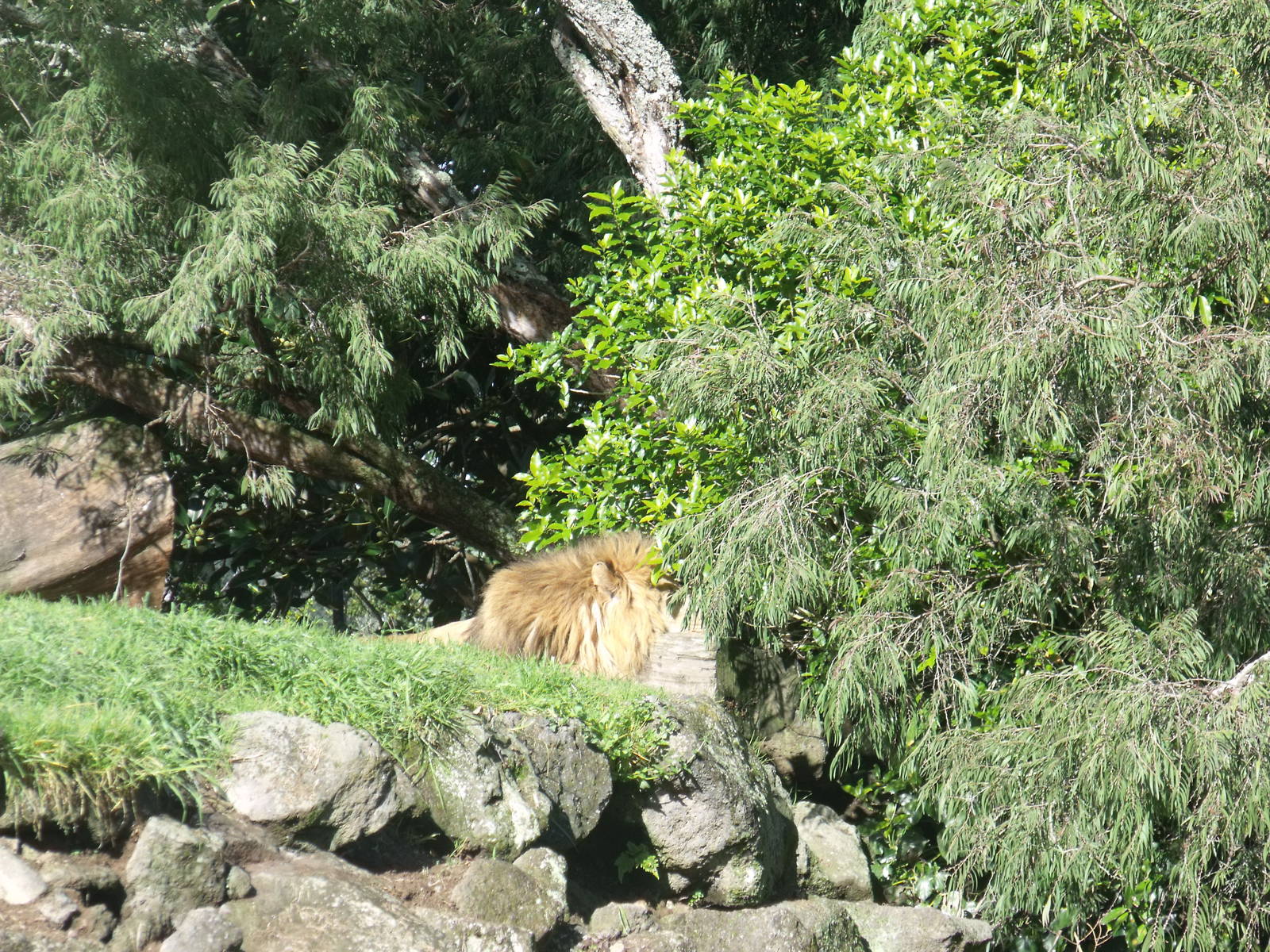 Lions at Auckland Zoo