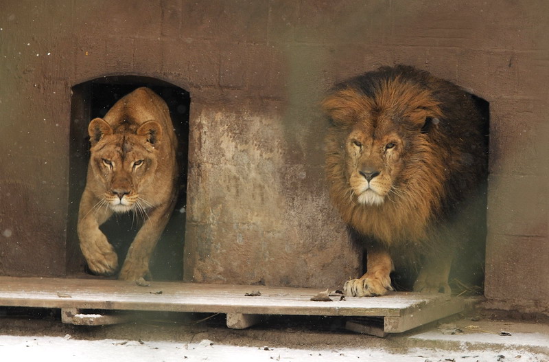 Lions at Bad Pyrmont