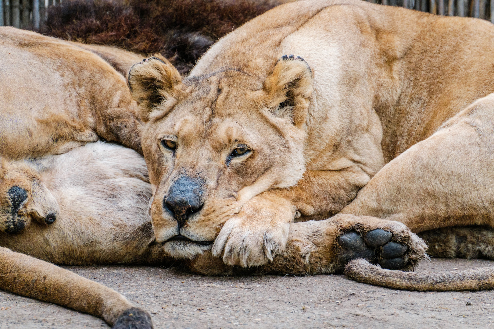 Lions at Braila Zoo