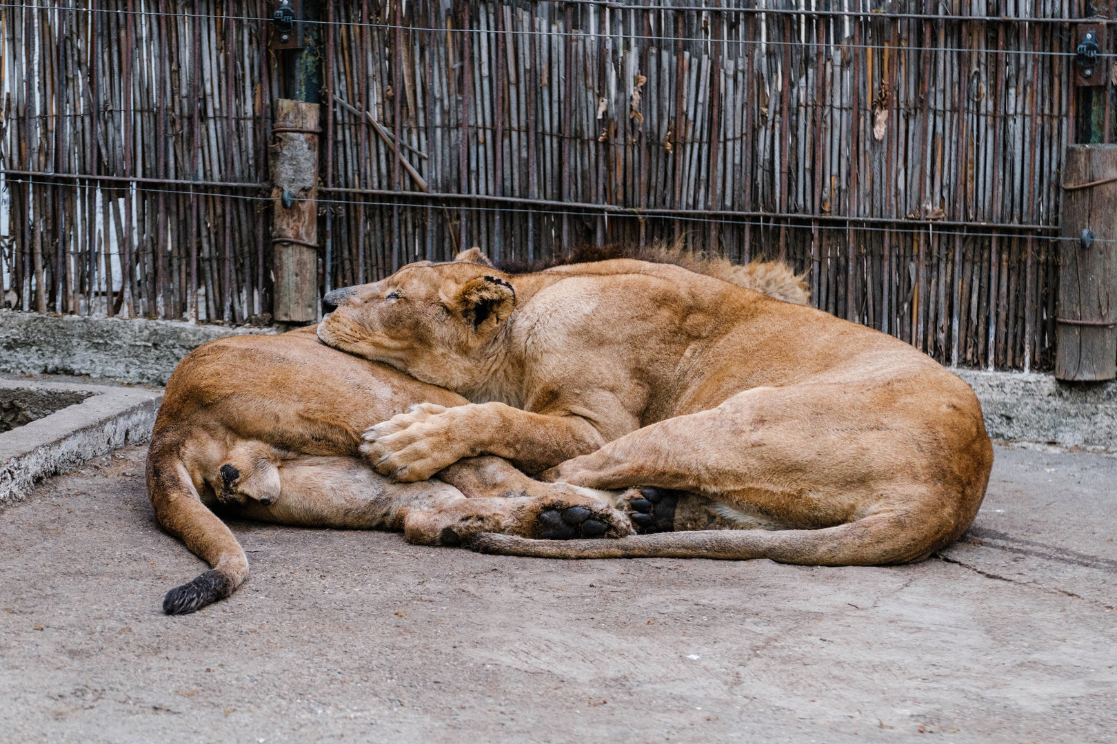 Lions at Braila Zoo