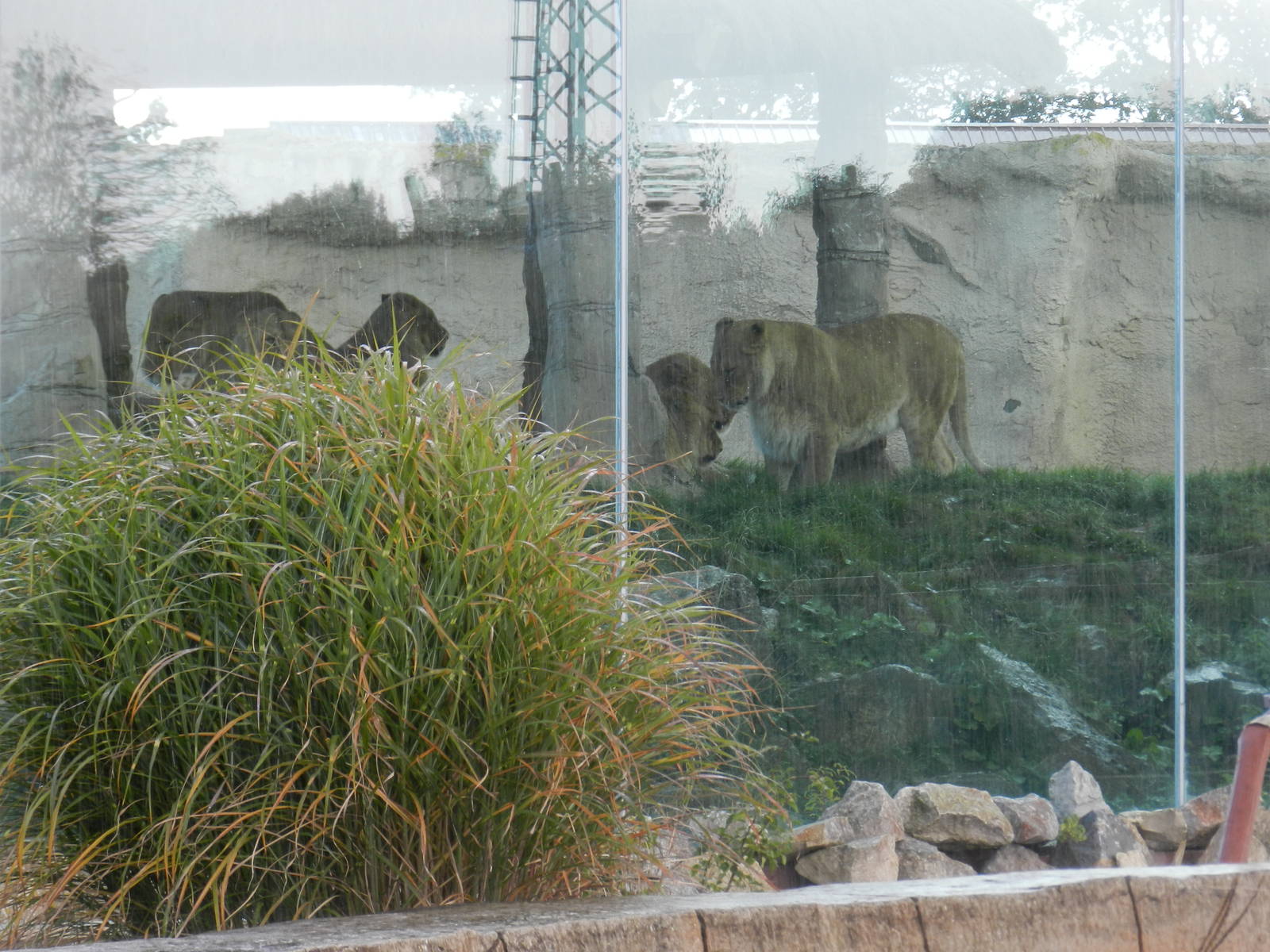 Lions at Flamingo Land - 14/10/2012